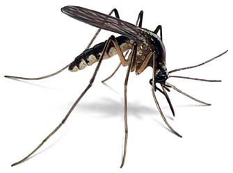 Комар, как работают репелленты от комаров