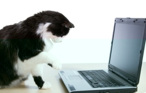 Черно-белый кот за ноутбуком