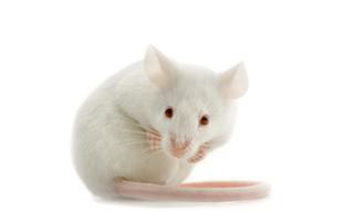 Белая мышка