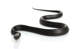 Черная змея - символ 2013 года
